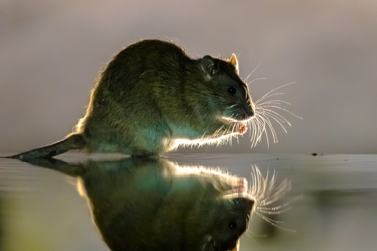 Comment Eliminer Définitivement les Rats dans son Habitation ?